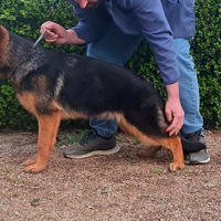 Pastore tedesco femmina