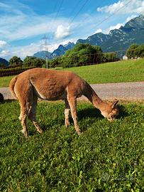 Alpaca
