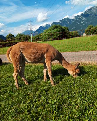 Alpaca