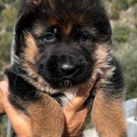 Cuccioli pastore tedesco