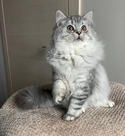 Scottish highland straight