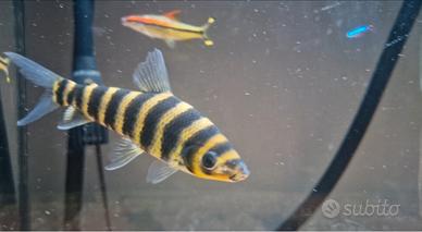 Pesce LEPORINUS AFFINIS