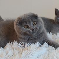 Scottish fold straight