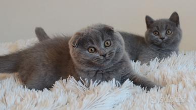 Scottish fold straight