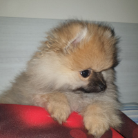 Cucciolo di Spitz di Pomerania