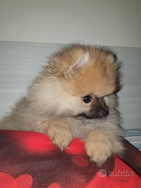 Cucciolo di Spitz di Pomerania