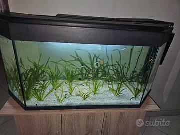 acquario 