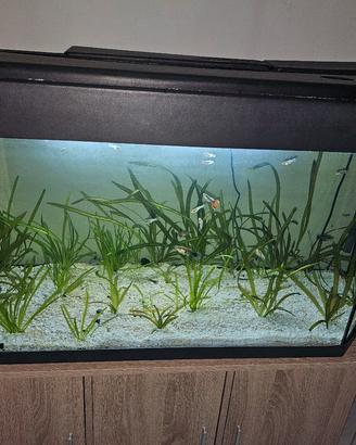 acquario 