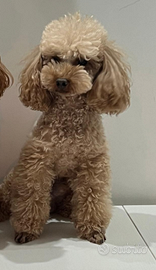 Disponibile per monta