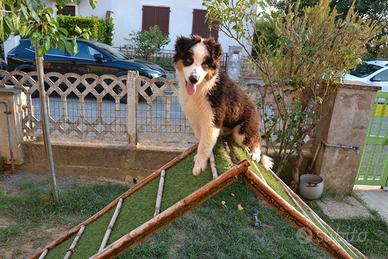 Cuccioli di Pastore Australiano 