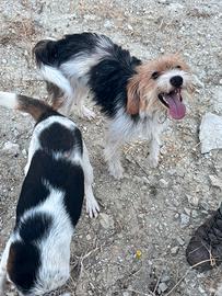 Cuccioli beagle X spinone
