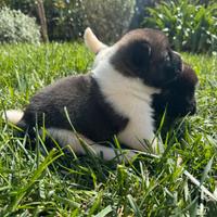 Cuccioli di Akita Americano