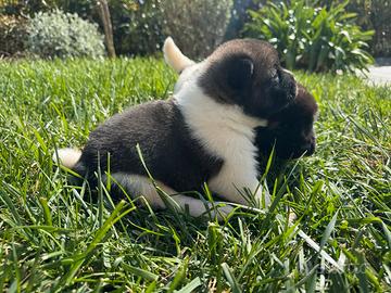 Cuccioli di Akita Americano