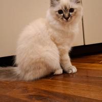 Sacro di Birmania Cucciolo Disponibile