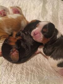 Dalla pelle al cuore cavalier king