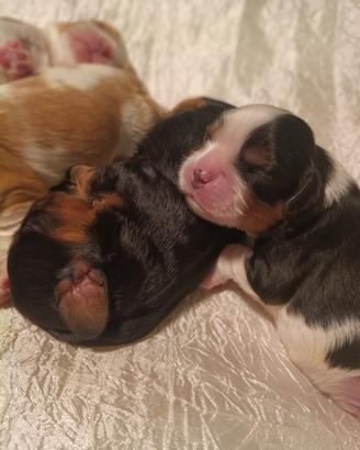 Dalla pelle al cuore cavalier king