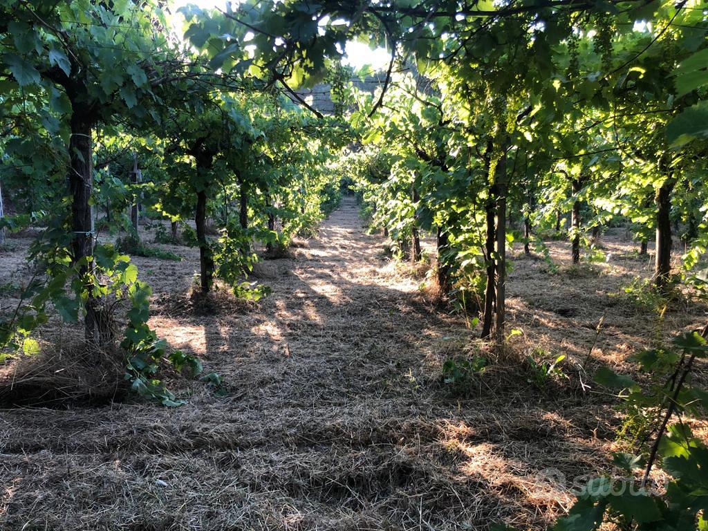 Terreno agricolo - Vista 3