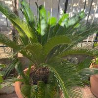 pianta cycas