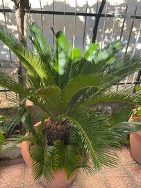 pianta cycas