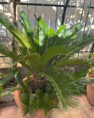 pianta cycas