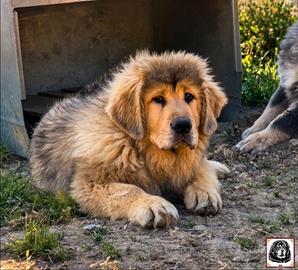 Mastino tibetano
