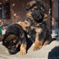 Cuccioli di Pastore Tedesco Pelo Lungo e Corto