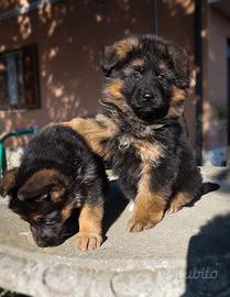 Cuccioli di Pastore Tedesco Pelo Lungo e Corto