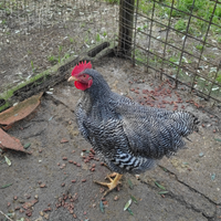 Gallo