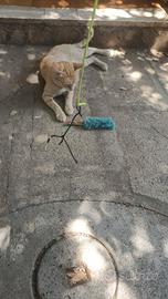 Gatto quasi adulto