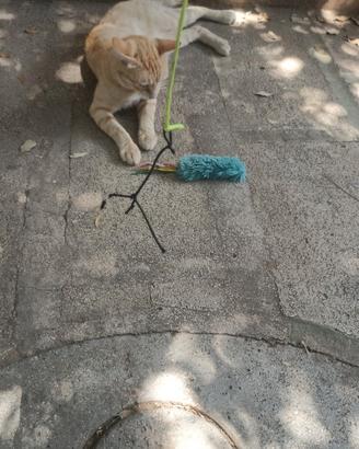 Gatto quasi adulto