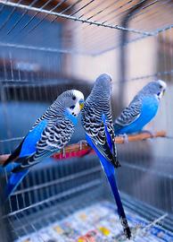 Cocorite portatori Faccia nera e ala nera