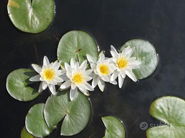 4 Piante con boccioli di ninfea bianca e rosa