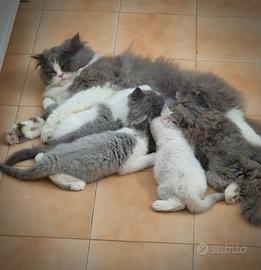 Stupendi gattini Persiano