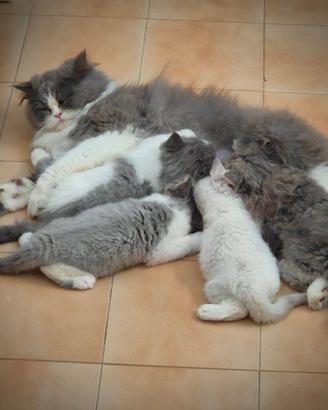 Stupendi gattini Persiano