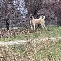 Kangal Maschio Per accoppiamento