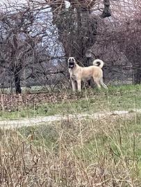 Kangal Maschio Per accoppiamento