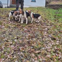 Muta di 6 Beagle
