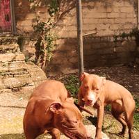 Cucciole di american Pitbull terrier Red nose