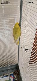 Parrocchetto dal collare giallo