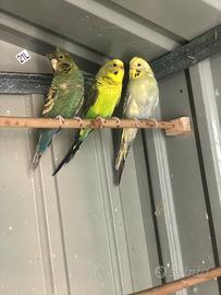 Cocorite faccia nera ala nera