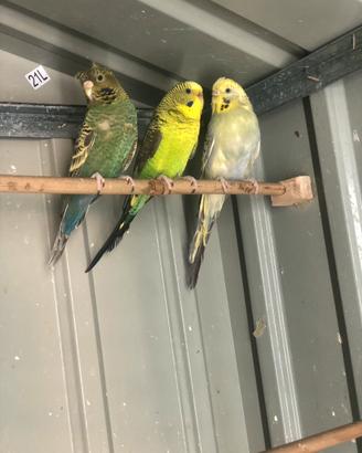 Cocorite faccia nera ala nera