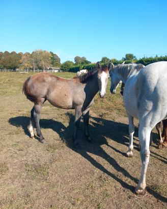 Puledra argentino per quarter