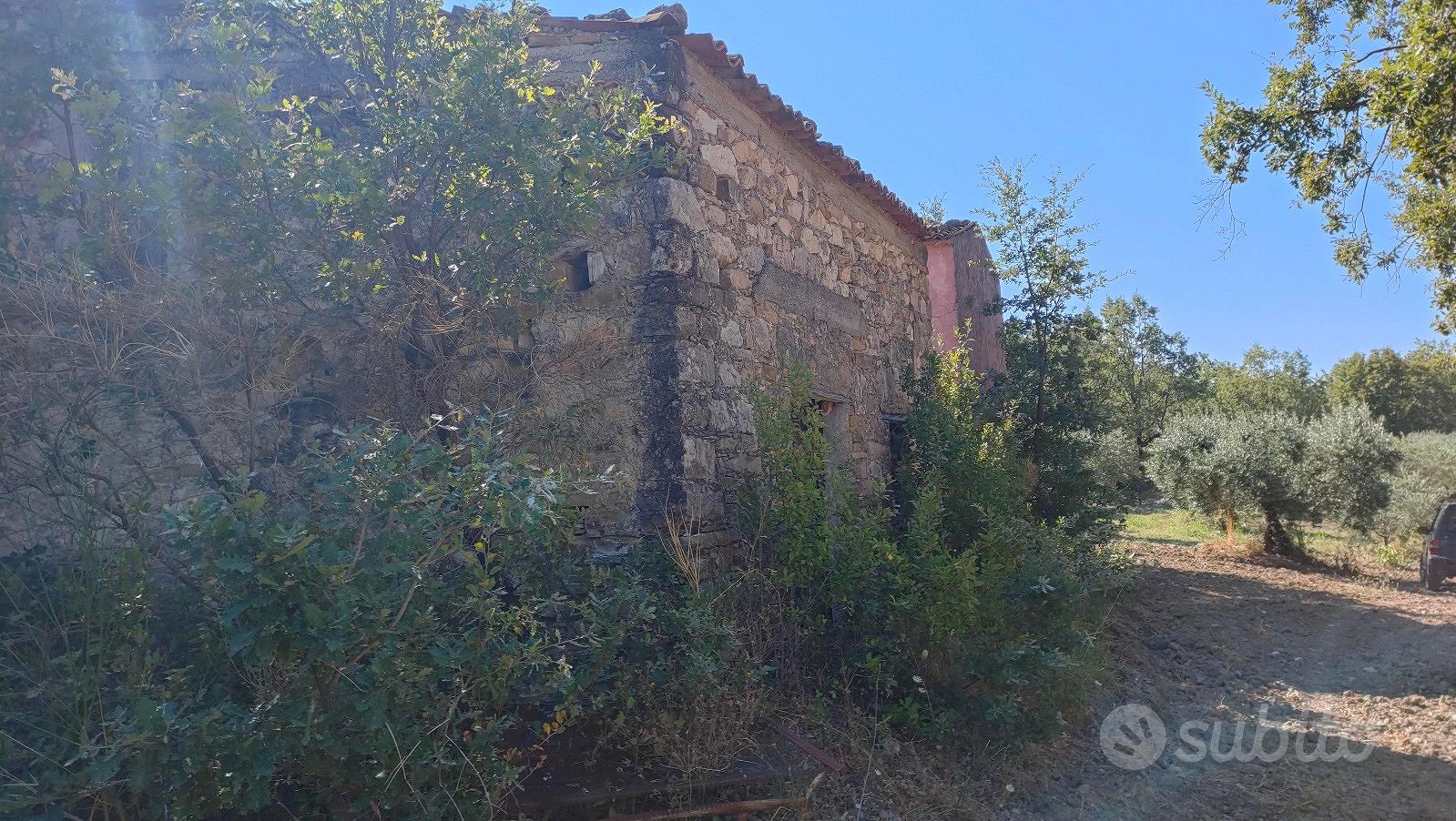 Uliveto in provincia di Cosenza - Vista 3