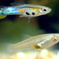 Guppy varie colorazioni