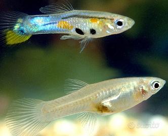 Guppy varie colorazioni