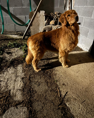 Golden Retriever