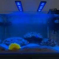 Acquario Marino Attrezzature