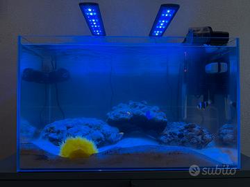 Acquario Marino Attrezzature