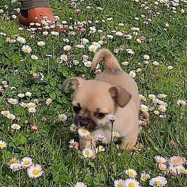 Cucciolo chihuahua maschio