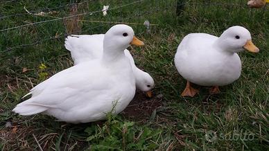 Anatre nane Call duck